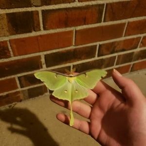 Meet your Posher, Anna